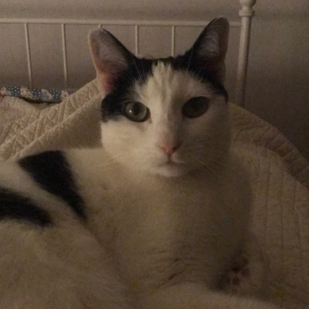 Meet your Posher, Lily